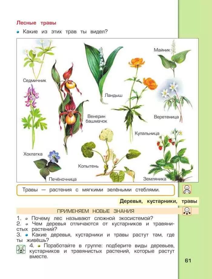 Травянистое растение окружающий мир. Травы окружающий мир. Растения окружающий мир. Название трав окружающий мир. Растения из учебника.