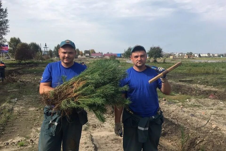 Купить саженцы иркутск. В Иркутске высадили саженцы. Саженцы сосны Иркутск. Тулунское лесничество Кирейский. Лесхоз Тулун Заречная.