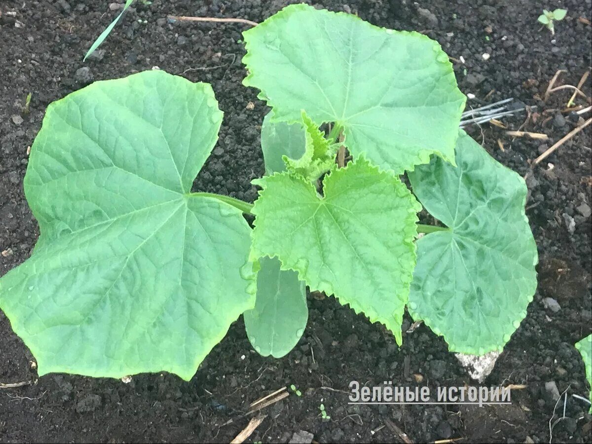 Мраморность листьев у огурцов. Края у огурцов желтеют что делать. Края листьев огурцов. Лист огурца. Антракноз рассады огурцов.
