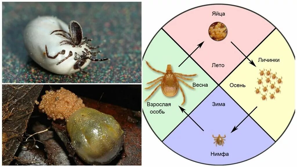 Где зимуют клещи. Личинка иксодового клеща. Стадии развития иксодового клеща. Личинка нимфа Имаго клеща. Ixodes Ricinus цикл развития собачьего клеща.