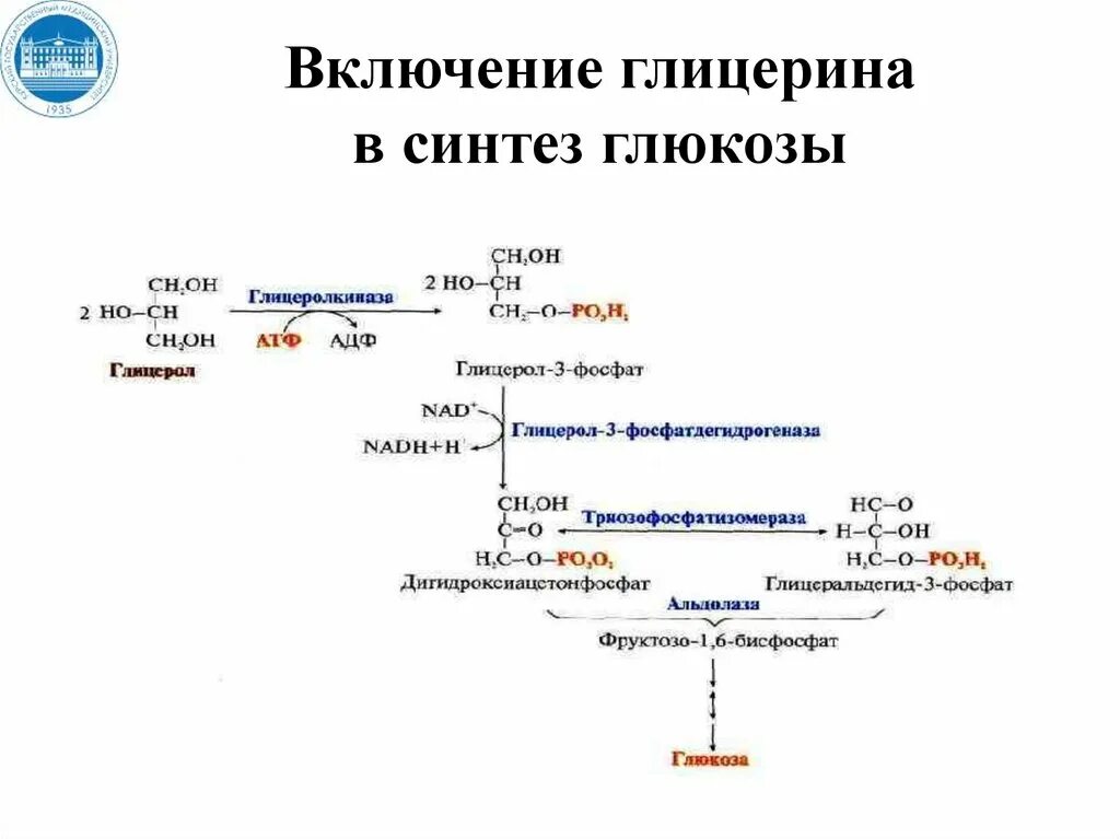 Синтез Глюкозы. Глюконеогенез биохимия. Реакции глюконеогенеза. Синтез Глюкозы из глицерина. Синтез глюконеогенеза