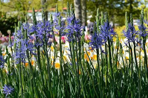 JULIAS GARDEN-20 CAMASSIA Quamash ESCULENTA-Wild Hyacinth-Blue Flower-Spring Bul