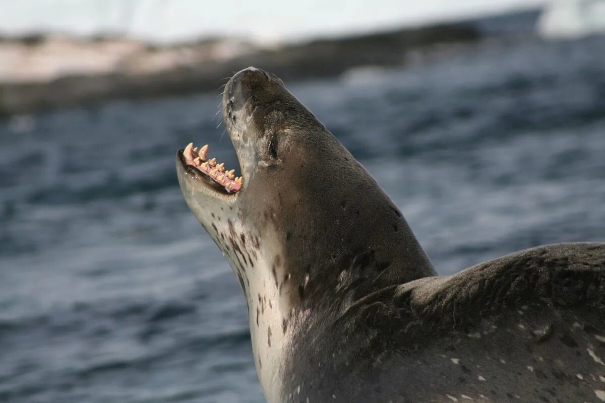 Зубы тюленя. Морской леопард и тюлень. Пол Никлен морской леопард. Кирсти Браун морской леопард. Ластоногие морской леопард.