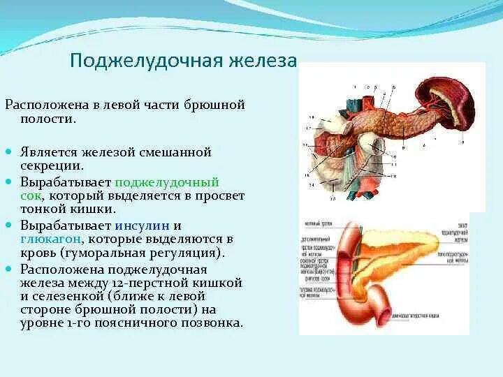 Поджелудочная железа расположение строение функции. Особенности строения поджелудочной железы. Поджелудочная железа анатомия функции. Поджелудочная железа особенности строения и функции таблица. Секрет поджелудочной железы функции