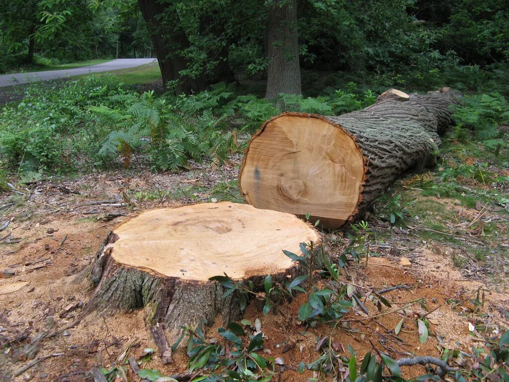 Cut down forest. Cutting Trees. Chop down Trees. Humen Cut down a Tree. Cutting down Trees.