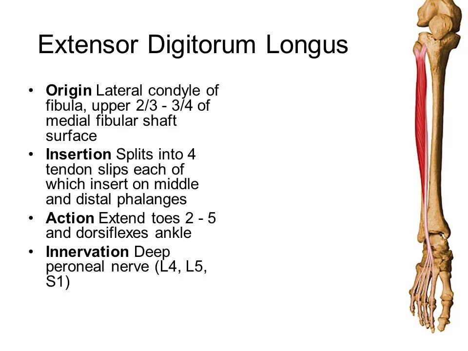 M extensor digitorum. Digitorum longus. экстензор дигиторум. m extensor digitorum longus. m extensor digitorum longus анатомия.