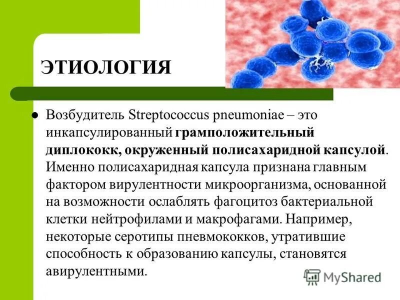 Streptococcus pneumoniae. стрептококк пневмония морфология. пневмококки форма бактерии. пневмококковая пневмония морфология. пневмококк является возбудителем.