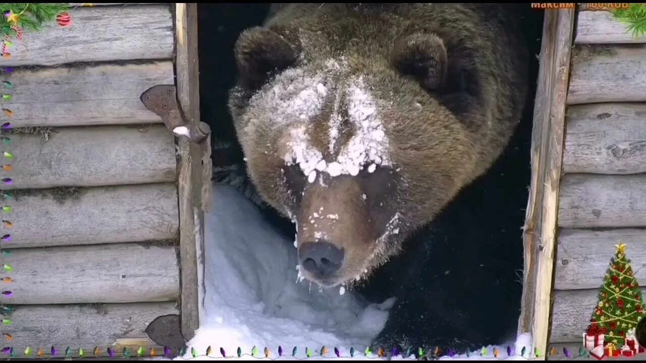 Почему маша живет 1 и мучает медведя. Почему маша живет 1 и мучает медведя
