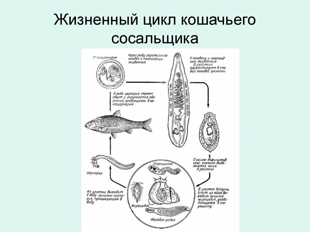 Кошачья двуустка какое развитие. Цикл развития кошачьей двуустки. Кошачий сосальщик цикл жизненный цикл. Цикл развития кошачьей двуустки схема. Жизненный цикл кошачьего сосальщика схема.