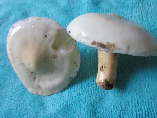 Гриб подгруздок частопластинчатый. Маслёнок обыкновенный (suillus luteus). Грибы съедобные в июне месяце. Паутинник слизевой гриб. Калоболет.