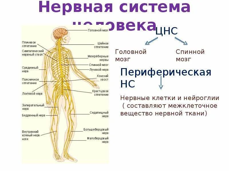 Периферическая нервная система человека анатомия. Схема периферической нервной системы. Нервная система человека схема периферическая. Строение центральной и периферической нервной системы. Название органа периферической нервной системы человека