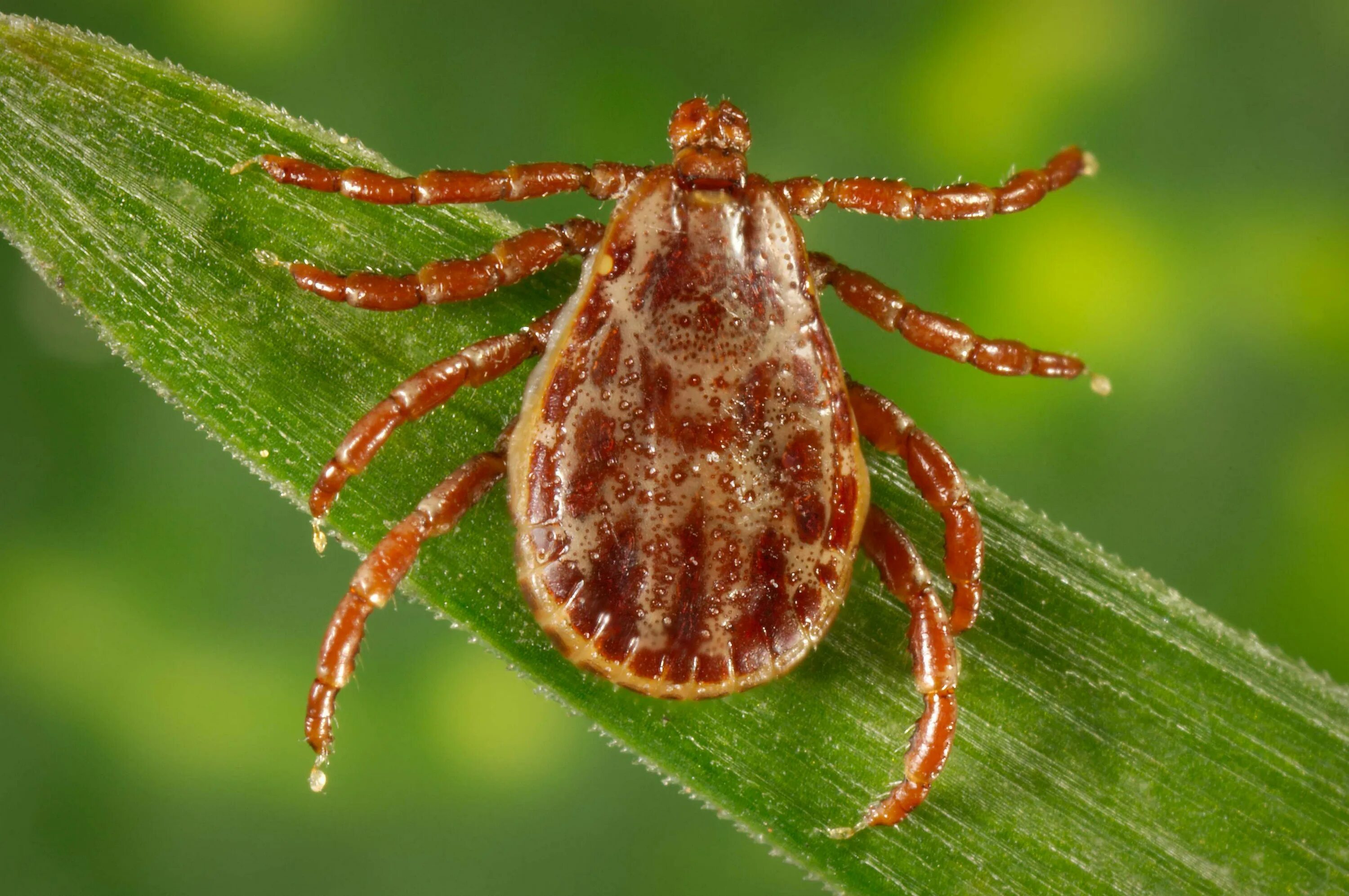 Собачий клещ Ixodes Ricinus. Ixodidae иксодовые клещи. Dermacentor reticulatus Луговой клещ. Гамазовые клещи. Что такое клещ