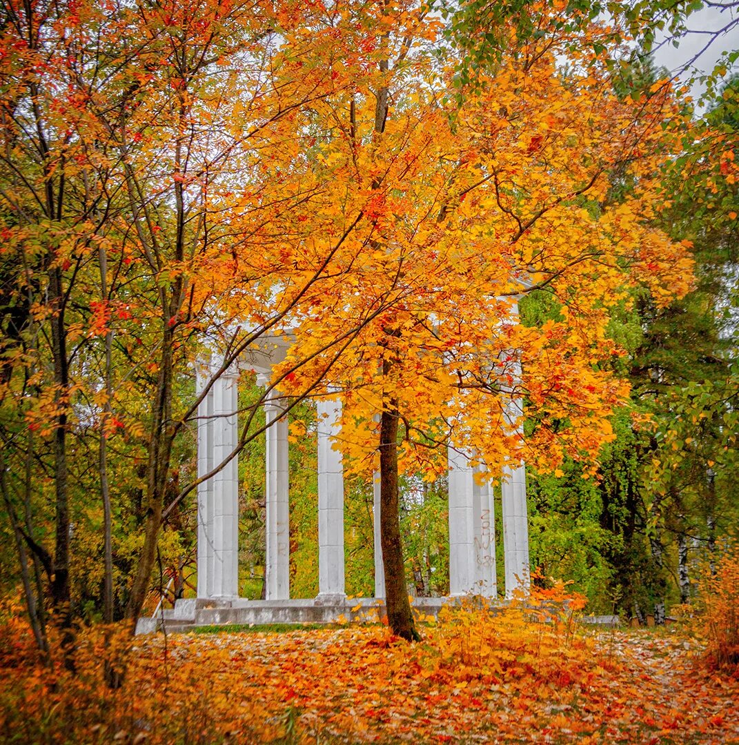 Осенние картинки. Волга река березка. Екатерининский парк осень в питере. Река волга в городе плёсе. Город пушкино петербург золотая осень.