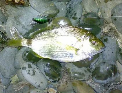 Рыба в черном море абхазии какая водится