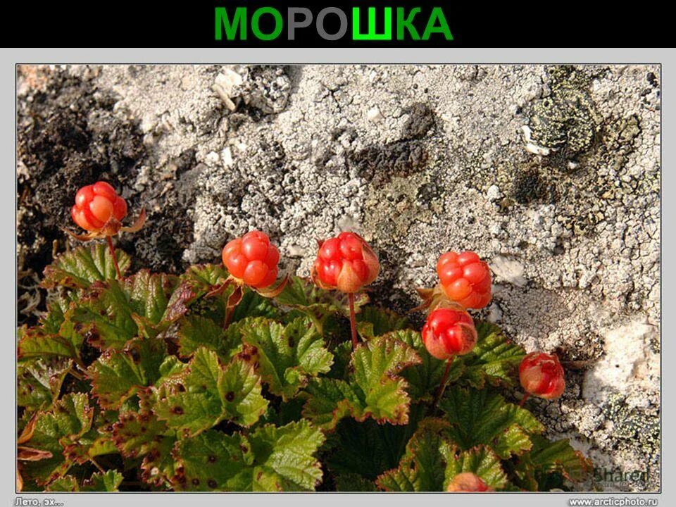 Северная ягода Морошка. Морошка в тундре. Растения тундры Морошка. Морошка ягода куст.