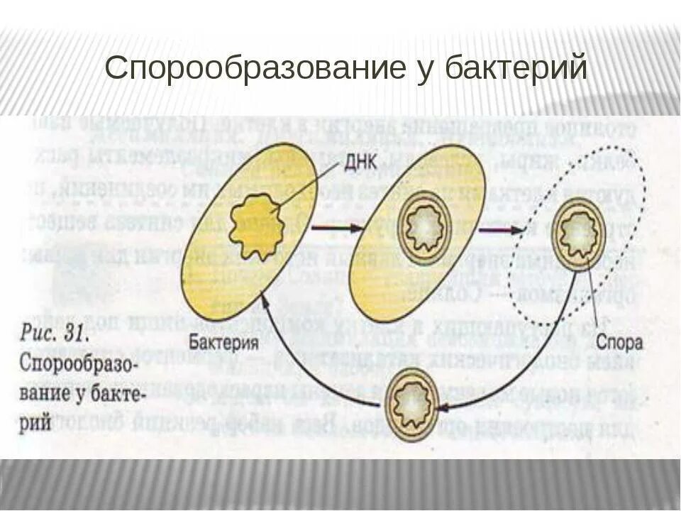 Споры бактерий служат для размножения. Схема образования бактериальной споры. Процесс спорообразования стадии. Схема спорообразования у бактерий микробиология. Схема образования спор у бактерий.