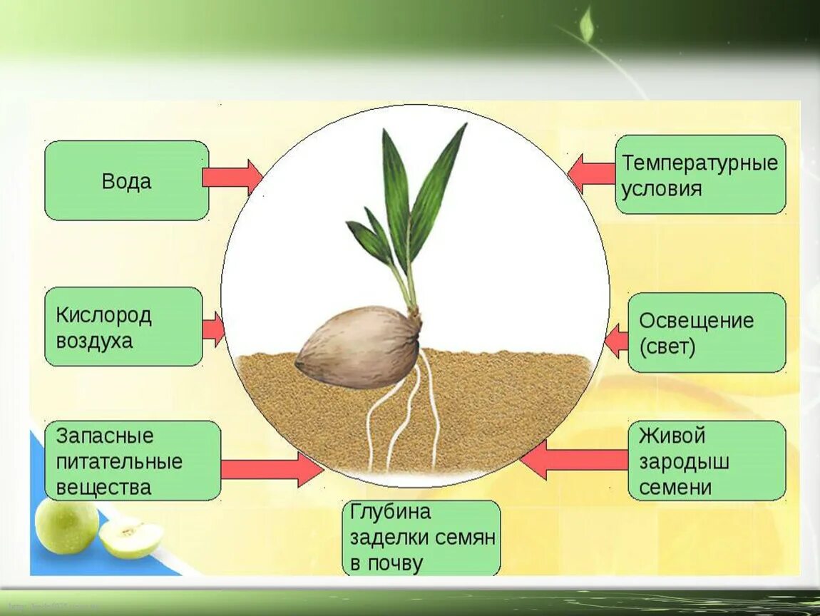 Корневой запас. Условия необходимые для прорастания семян. Условия прорастания семян таблица. Факторы необходимые для прорастания семян. Условия прорастания сем.