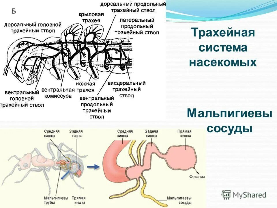 формы усиков у насекомых.