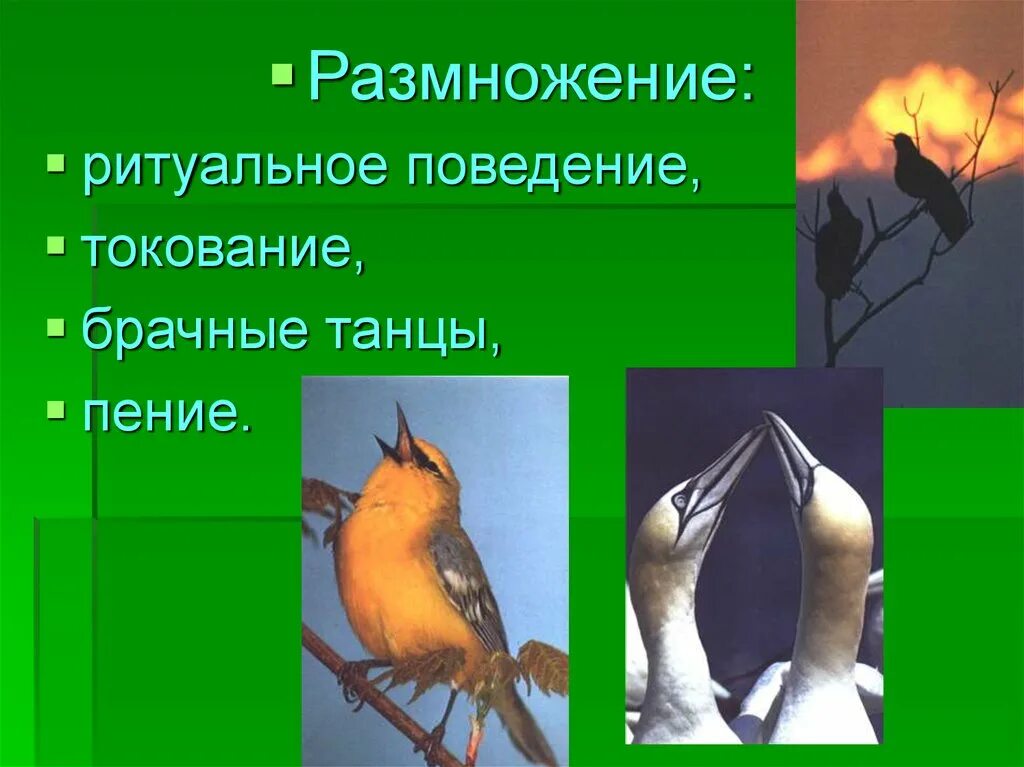 Поведение птиц. Поведение птиц в период размножения. Ритуальное поведение птиц. Брачное поведение птиц.