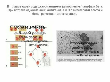Антитела в плазме