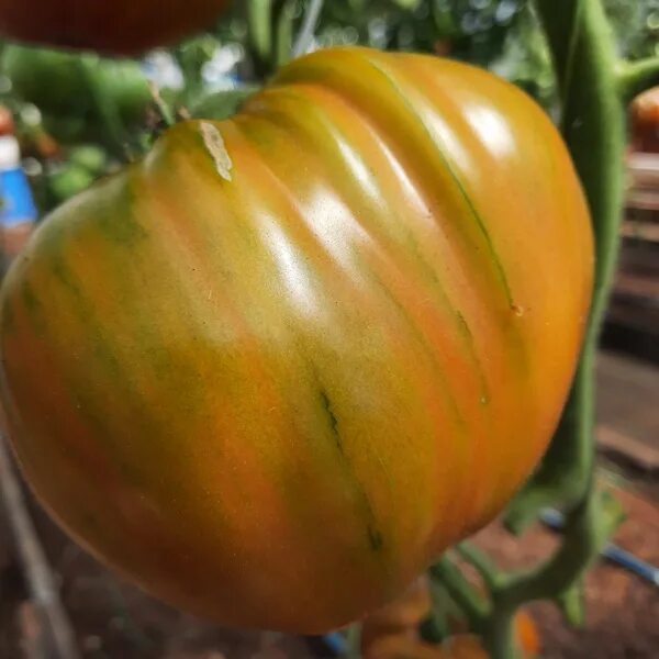 Помидоры гринхаус. Сорт помидор клуша. Томат лили марлен. Ивасик черри томат. Гм – сорта томатов.