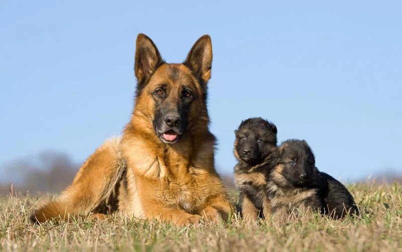 Домик для немецкой овчарки в квартире. Как содержать немецкую овчарку. Тюрингская овчарка. Питание овчарки. Много щенков немецкой овчарки.