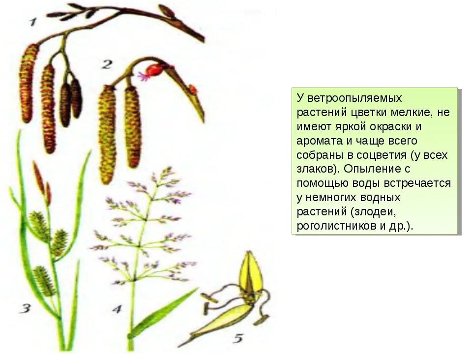 Какие приспособления существуют у ветроопыляемых растений. Ветроопыляемые растения схема. Ветроопыляемый цветок пшеницы. Ветроопыляемых цветковых растений. Ветроопыляемые цветки.