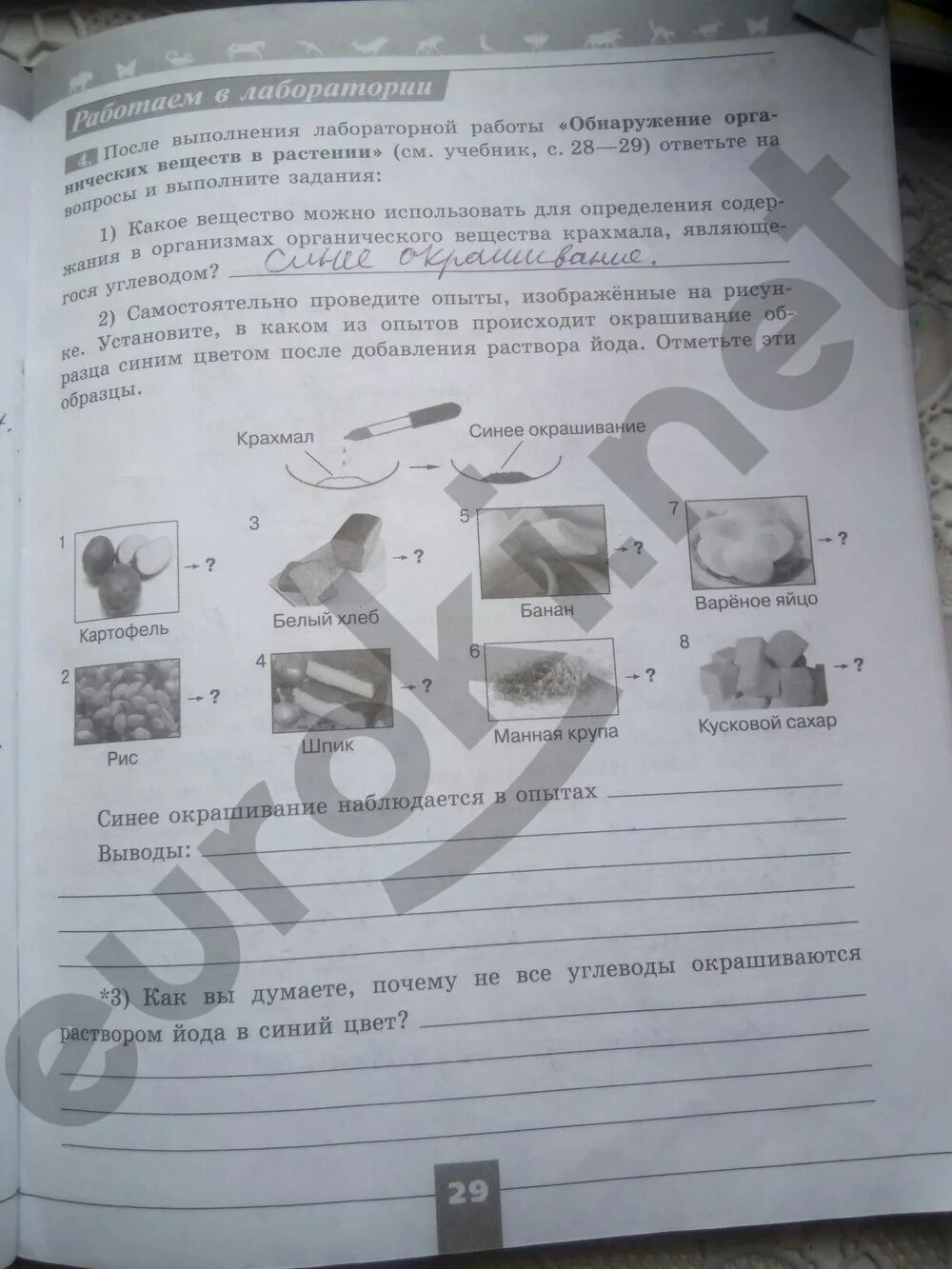 Биология рабочая тетрадь 5 класс базовый уровень. Биология 5 класс рабочая тетрадь Пасечник. Биология печатная тетрадь 5 класс Пасечник. Рабочая тетрадь по биологии 5 класс Пасечник.