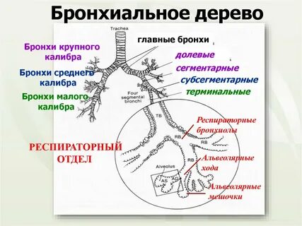 Уровни легких