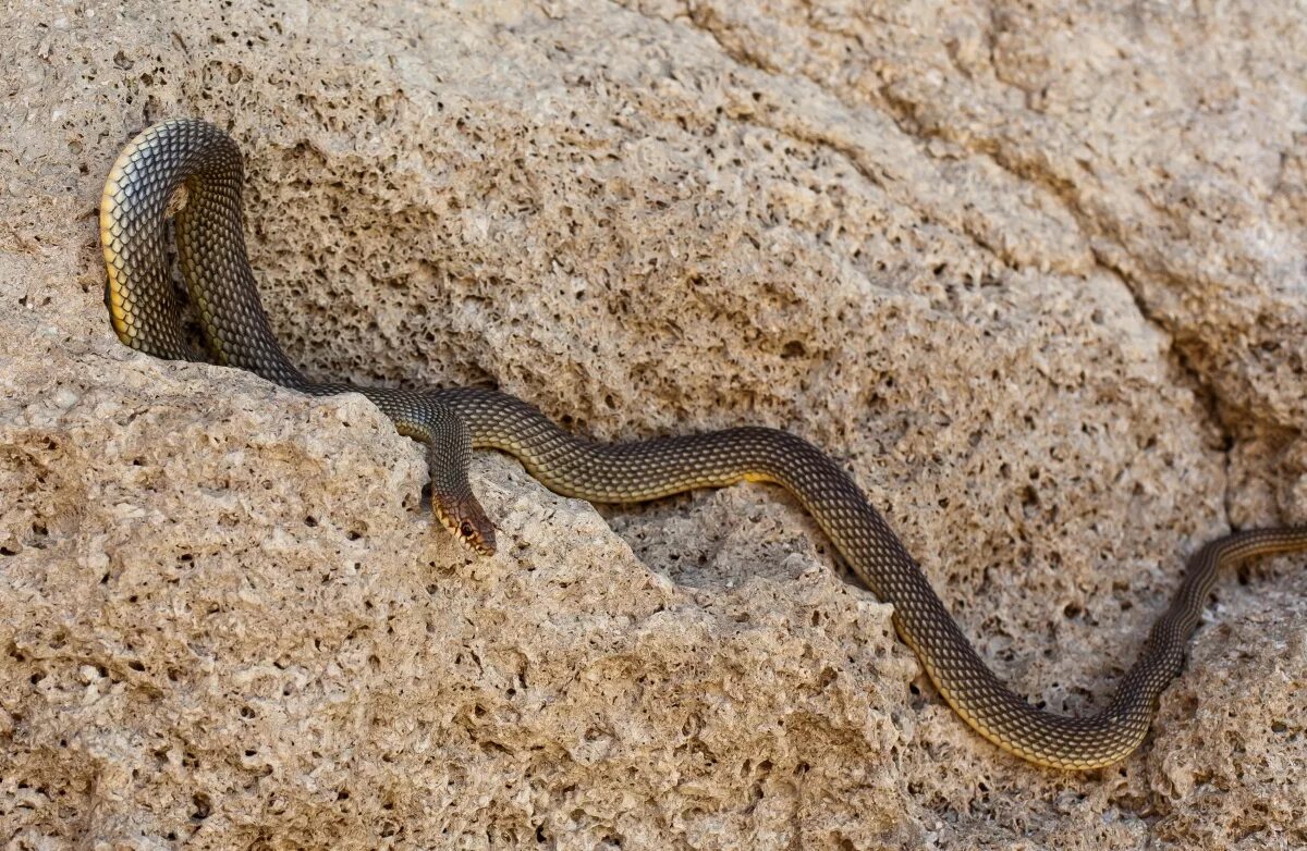 Фото желтобрюхов. Желтобрюхий полоз (Dolichophis caspius). Полоз змея желтобрюхий. Желтобрюхий Каспийский полоз. Каспийский полоз змея.