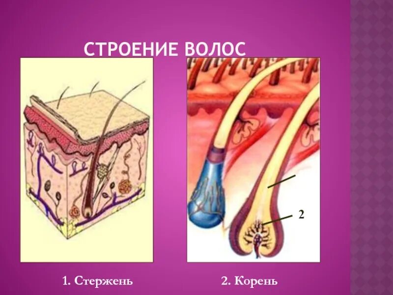 Строение волоса. Волос строение волоса. Строение стержня волоса. Строение волоса корень и стержень.