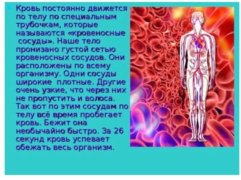 Кровообращение 3 класс презентация. Кровь по всему организму. Дыхание и кровообращение 3 класс презентация. Дыхание и кровообращение 3 класс.