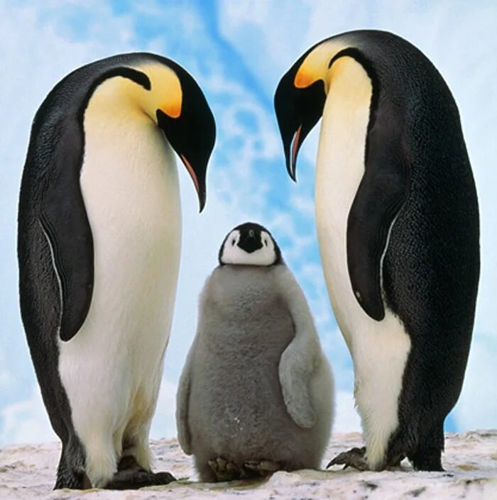 Emperor penguin. Императорский Пингвин Aptenodytes forsteri. Королевский Пингвин в Антарктиде. Пингвины Королевские Императорские. Пингвины в Антарктиде.