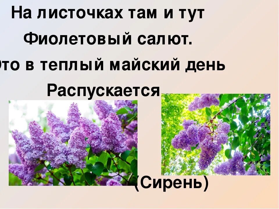 Сирень подобрать прилагательное. Сирень. Загадка про сирень для детей. Детские стихи про сирень. Стишок про сирень для детей короткие.