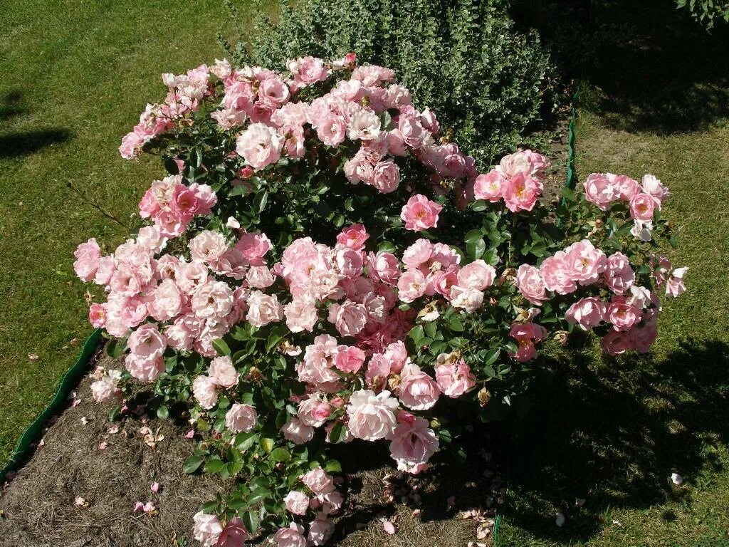 роза полиантовая зе фейри. роза почвопокровная фейри. роза полиантовая fairy. почвопокровные розы фейри описание. роза фейри тейл почвопокровная.