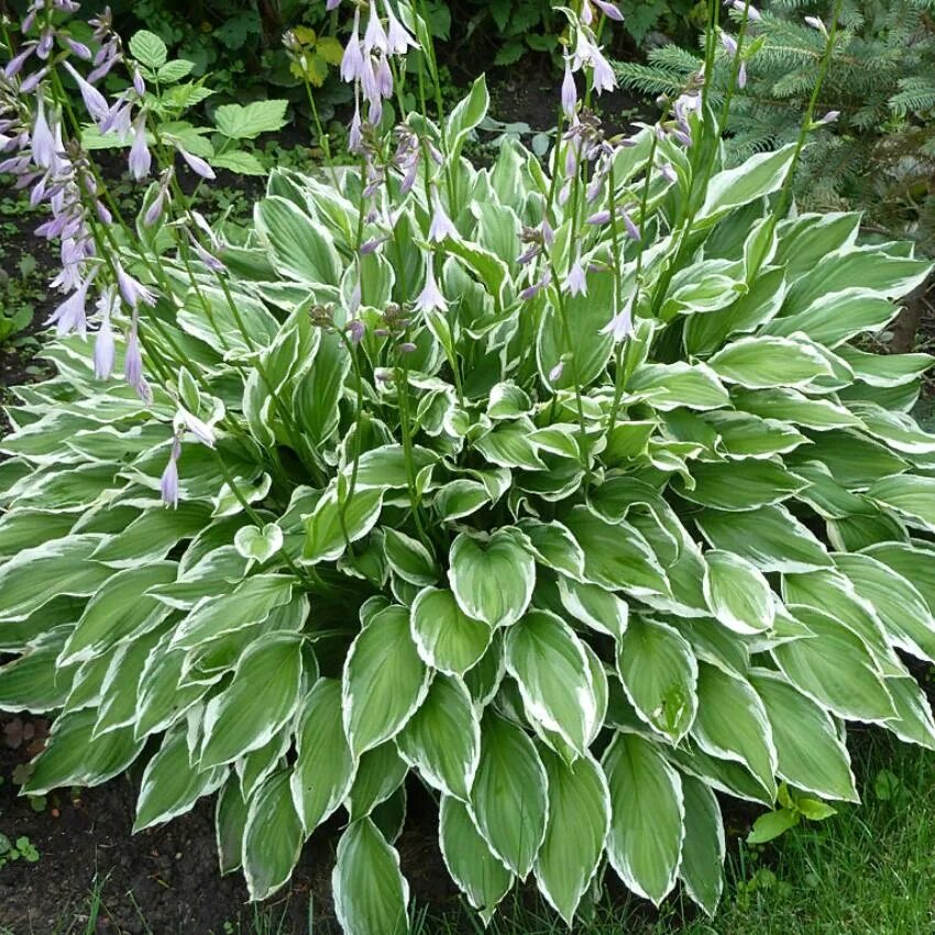 4 хоста. Хоста альбомаргината. хоста undulata albomarginata. хоста (hosta `albomarginata`). хоста белоокаймленная (hosta albomarginata).