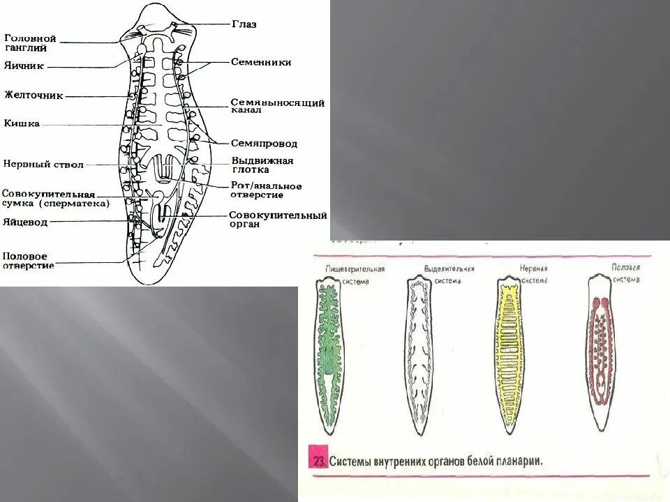 Система ресничных червей. Системы органов молочно белой планарии. Системы органов ресничных червей. Система органов плоского червя. Планария схема.