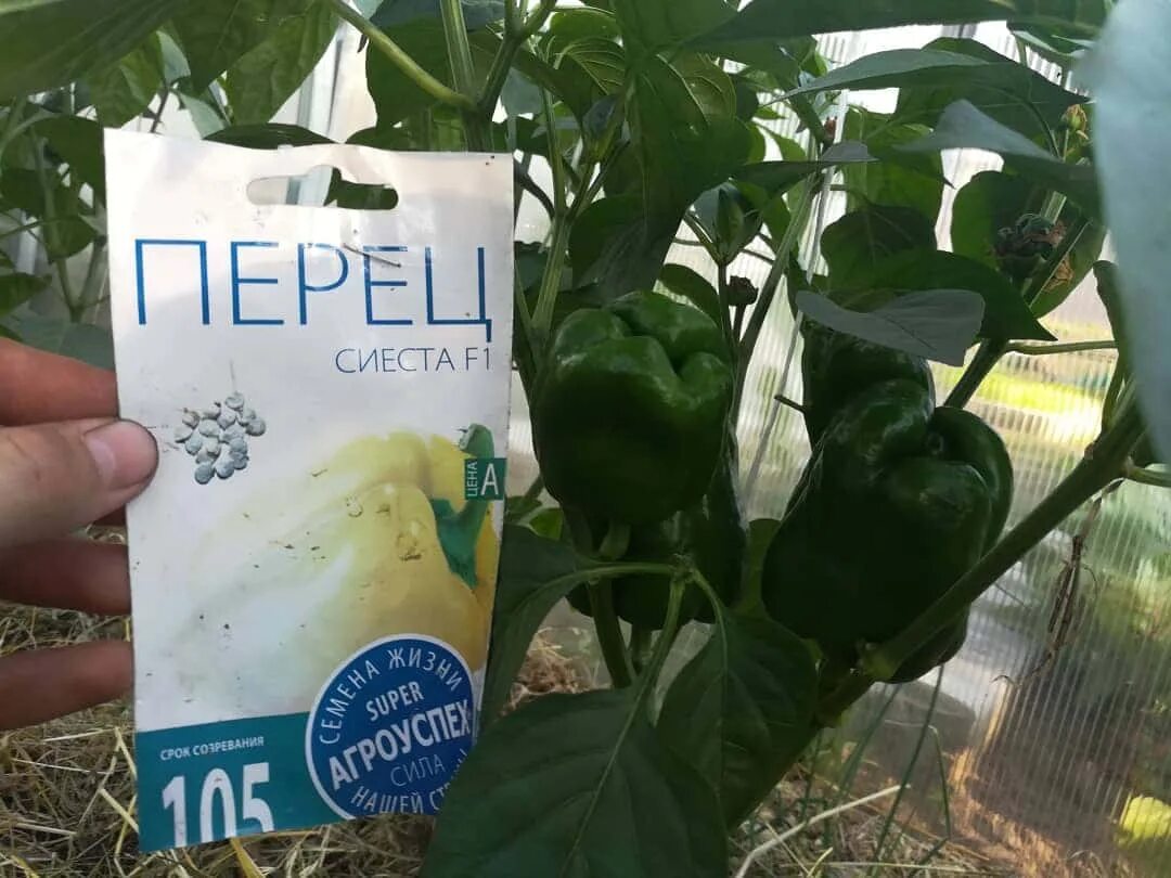 Перец белый налив описание сорта. Сиеста перец описание. Помидоры сиеста. Перец сиеста желтый f1. Перец сладкий самандер описание.