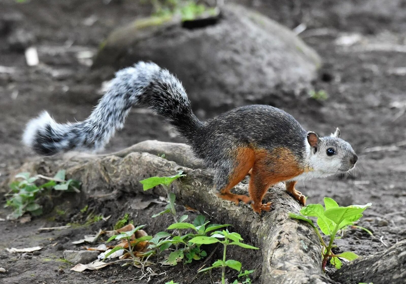 Пестрая белка. Sciurus VARIEGATOIDES. Юкатанская белка. Белка Стейнджера. Суматранская белка.