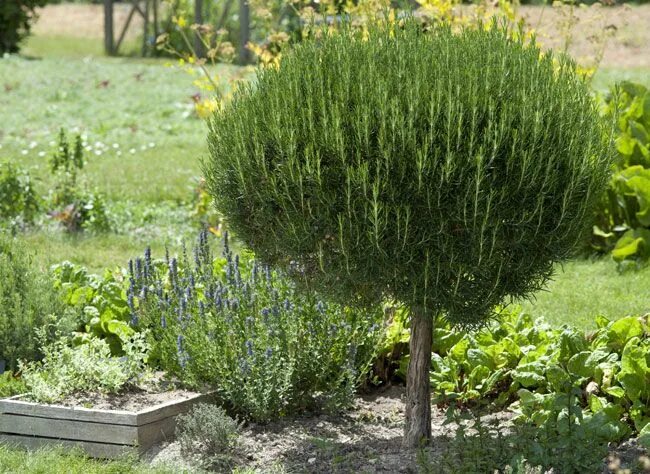AMERICAN PLANT EXCHANGE Tuscan Blue Rosemary Live Plant, 6" Pot, Cooking Spice G