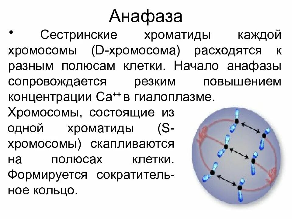 Дочерние хромосомы расходятся к полюсам. Анафазе сестринские хроматиды. сестринские хроматиды митоз. сестринские хромосомы расходятся к полюсам клетки в. сестринские хроматиды каждой хромосомы.