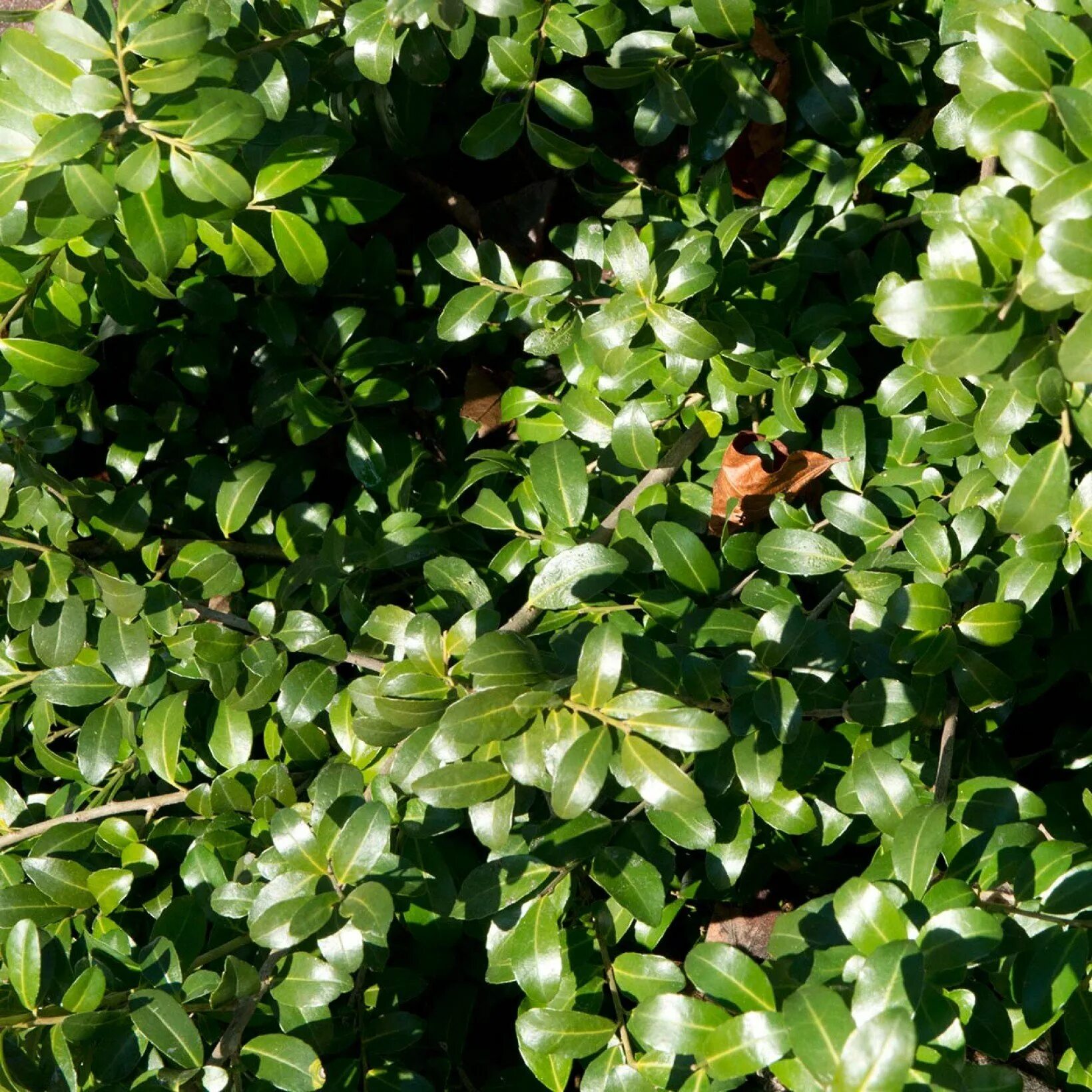 Вечнозеленые листопадные растения. Падуб crenata. Падуб городчатый Грин хедж. Падуб городчатый 'Green Hedge'.