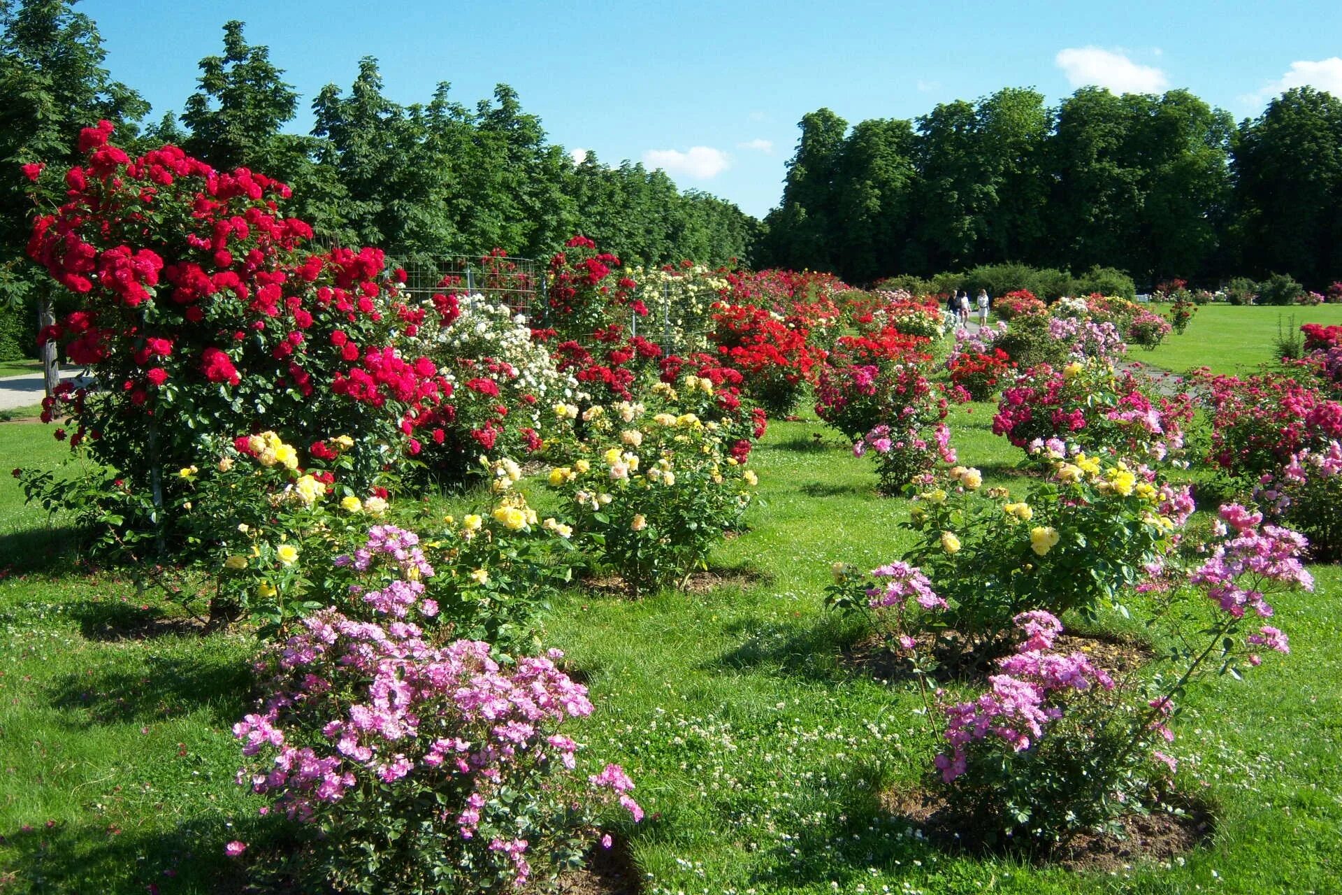 Розы в саду. Розы кустовые Ричмонд парк. Розарий Багатель. В сад роз 38