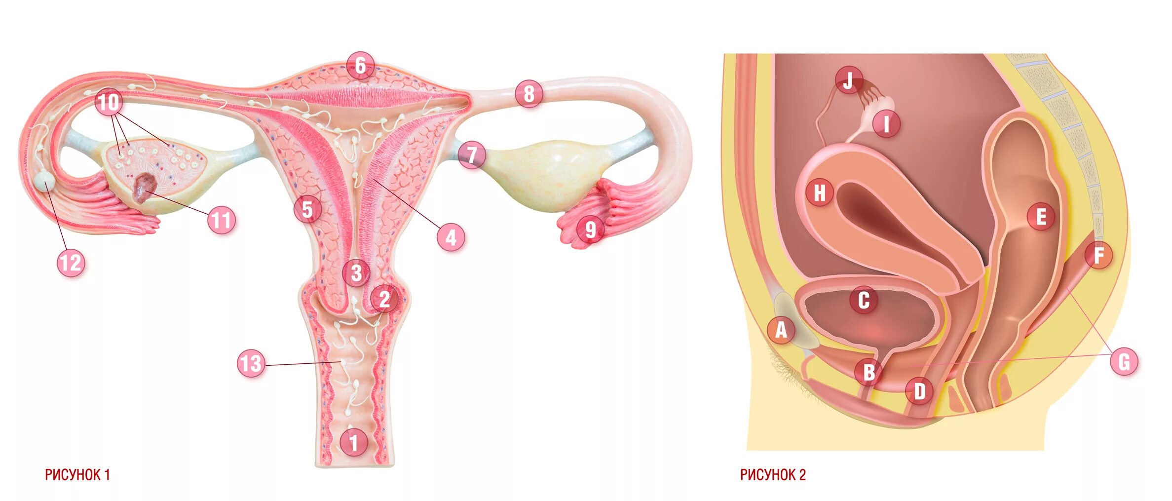 Репродуктивная система анатомия матка. Анатомия матки женской репродуктивной системы.. Репродуктивные органы женщины. Женский организм матка. 10 женских органов
