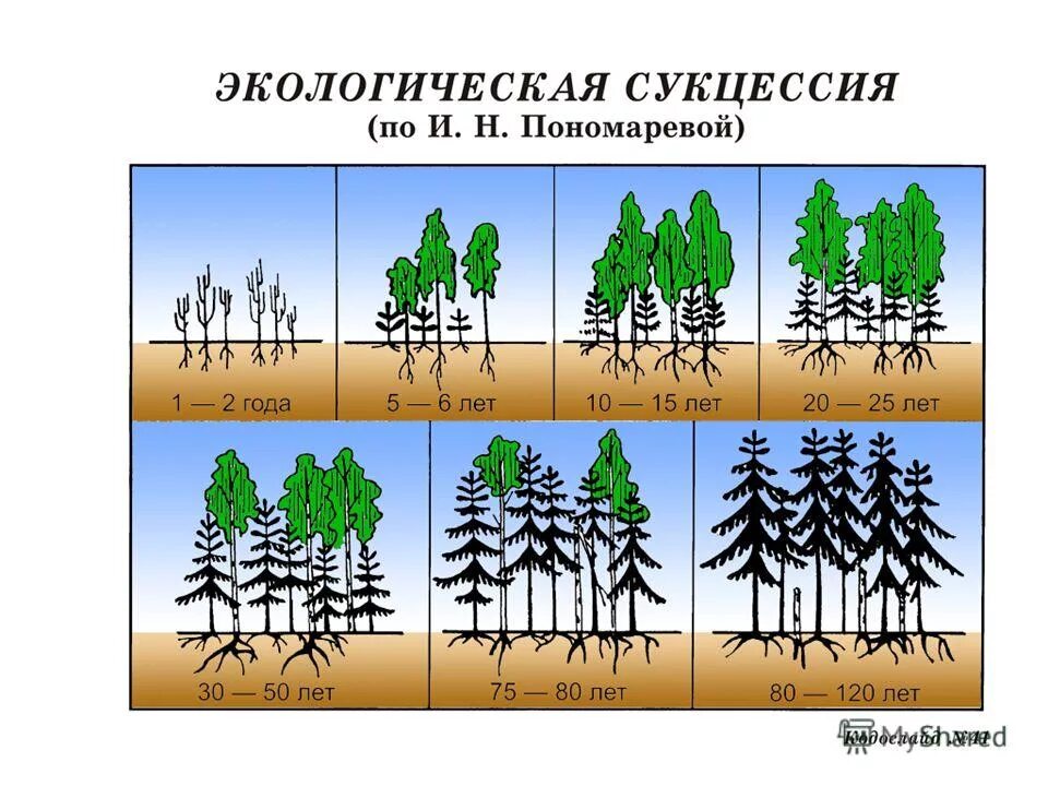 Последовательность формирования растительного сообщества