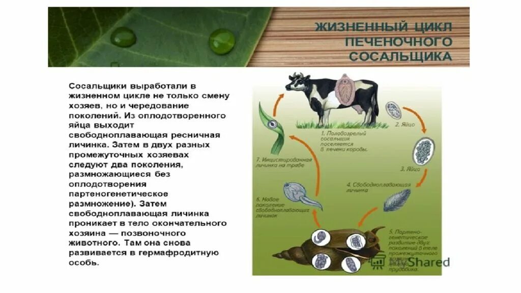 Способ заражения человека печеночным сосальщиком. Цикл печеночного сосальщика биология. Жизненный цикл печеночного сосальщика 7 класс. Жизненный цикл печёночного сосальщика схема 7 класс. Цикл развития печеночного сосальщика.