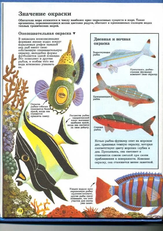 Тип окраски рыб. Окраска рыб значение. Опознавательная окраска у рыб. Значение окраса рыбы. Какую окраску имеют рыбы