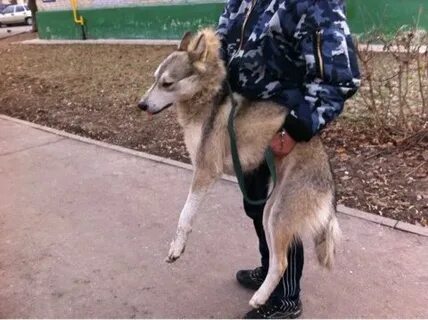 Платить за собаку