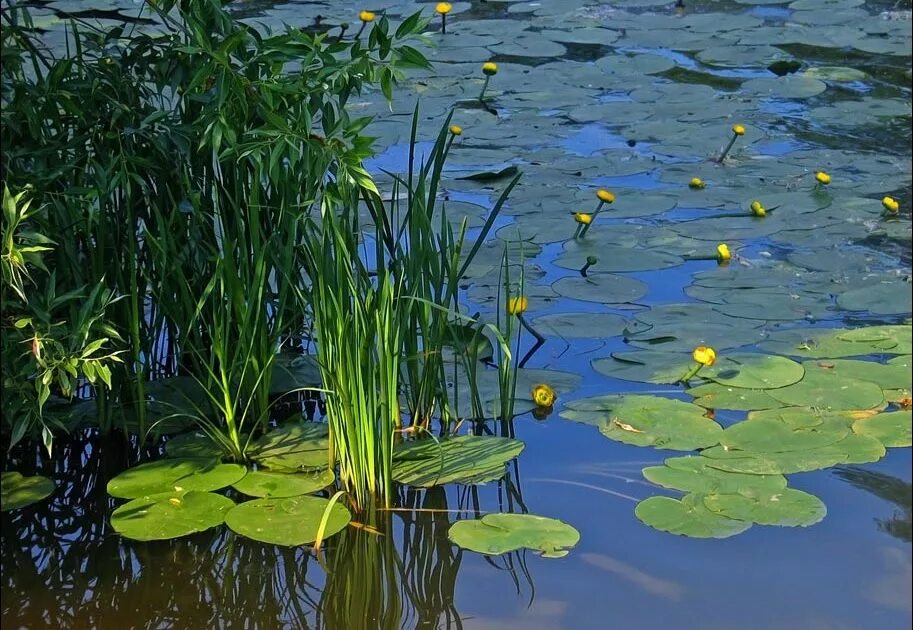 Растения водоемов примеры. Кувшинки рогоз. Прудик Аптекарский кувшинки. Ряска и кубышка. Скадарское озеро с кувшинками.