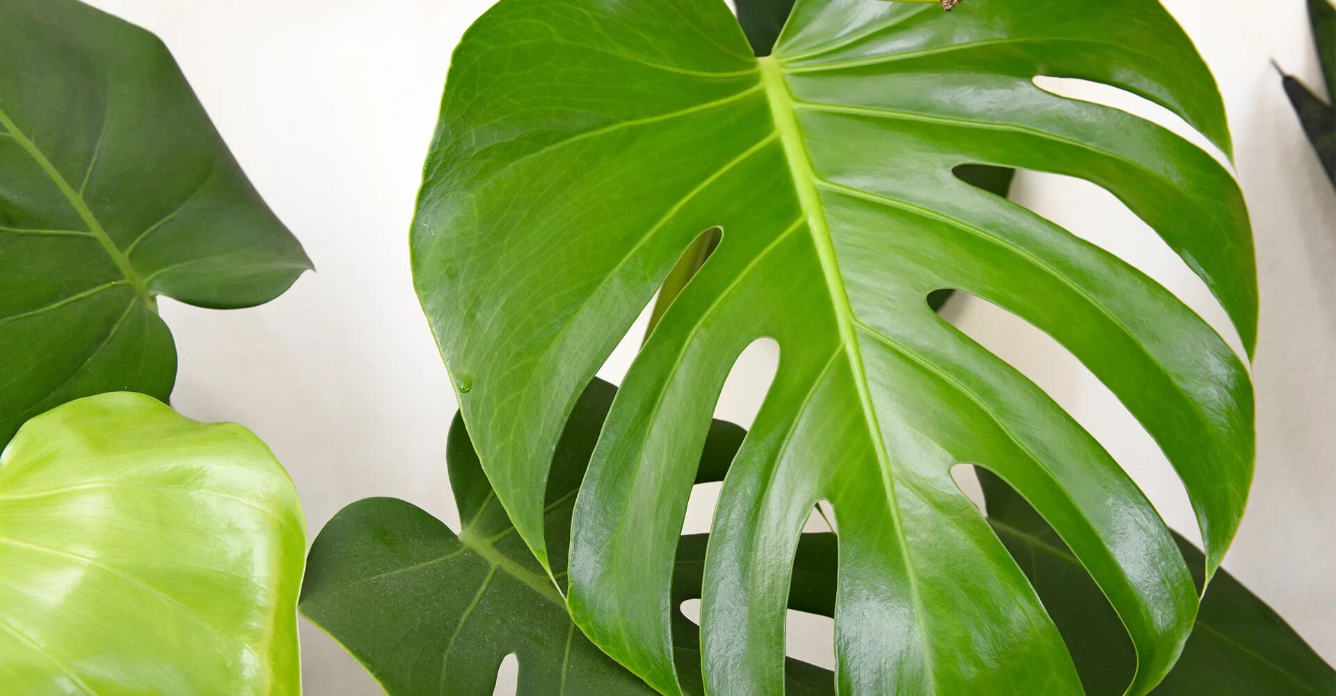 Монстера Делициоза. Монстера Делициоза (Monstera deliciosa). Монстера Пертусум.